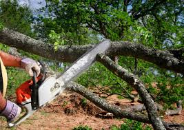 Best Stump Grinding and Removal  in Dunthpe, OR