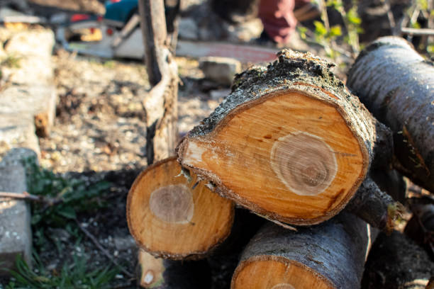 How Our Tree Care Process Works  in  Dunthorpe, OR