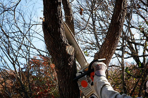 Tree and Shrub Care in Dunthorpe, OR