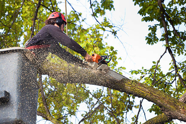 Best Tree Maintenance Programs  in Dunthpe, OR