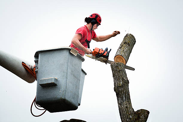 Best Leaf Removal  in Dunthpe, OR