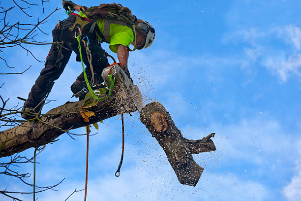  Dunthpe, OR Tree Care Pros