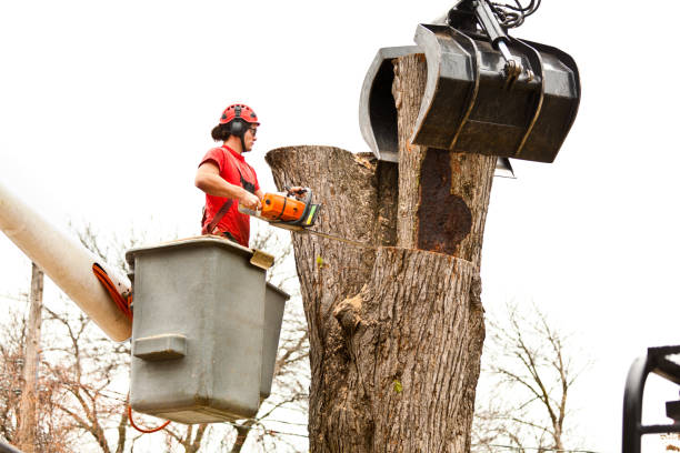 Best Arborist Consultation Services  in Dunthpe, OR